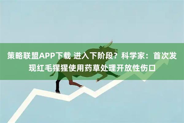 策略联盟APP下载 进入下阶段？科学家：首次发现红毛猩猩使用药草处理开放性伤口